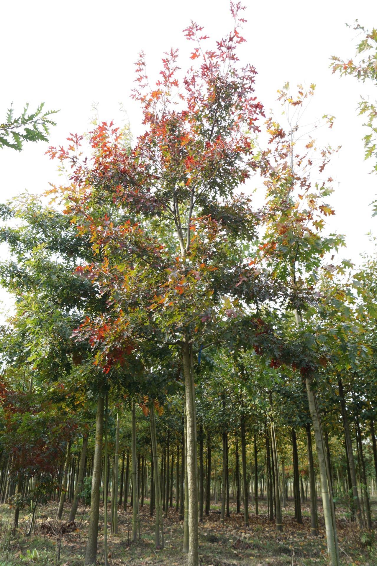 Quercus rubra_09